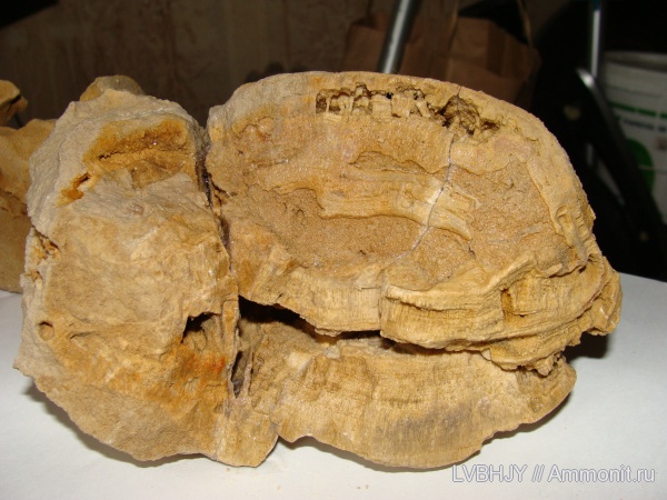 Chaetetes, Ланьшинский карьер