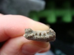 Saivodus striatus
