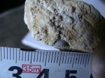 Pristodus