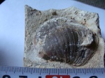 ФРАГМЕНТЫ Gryphaea