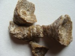 одиночный коралл ругоза(Dibunophyllum bipartitum)