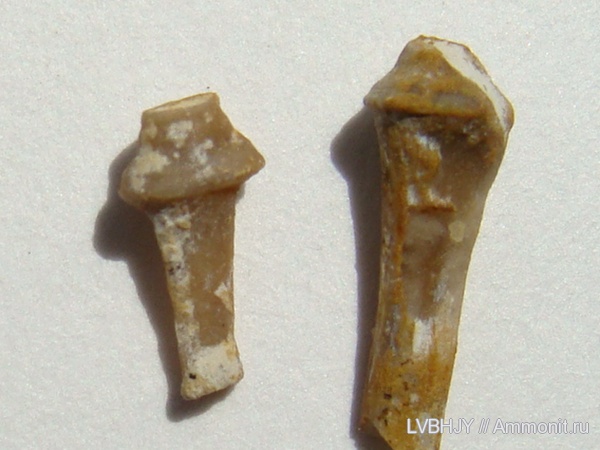 Archaeocidaris