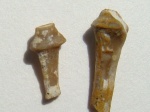 Archaeocidaris sp