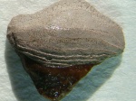Petalorhynchus sp