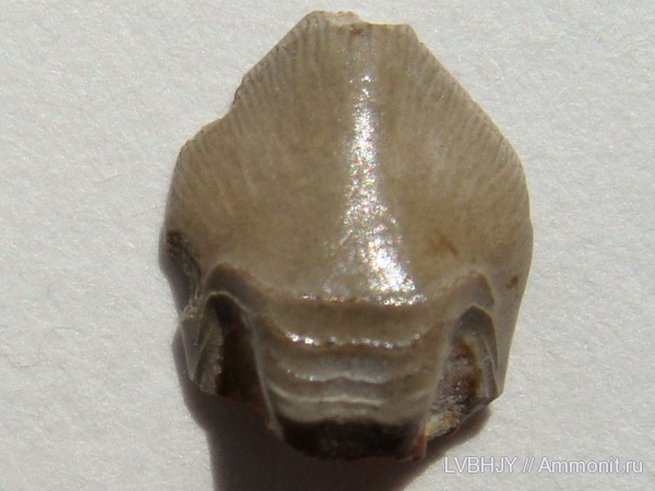 зубы, Petalorhynchus, teeth