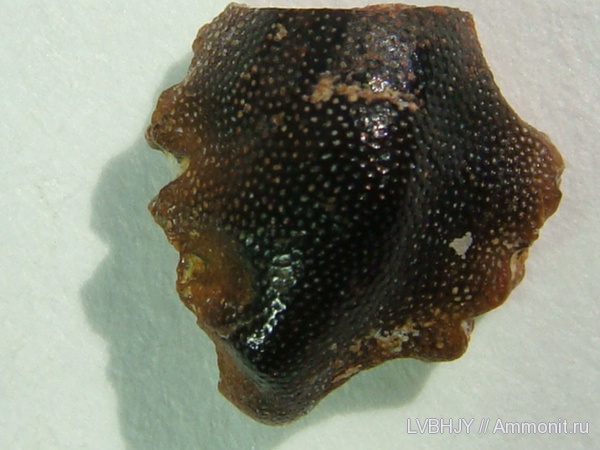 зубы, Helodus, pleuroplax, teeth