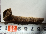 Erismacanthus sp