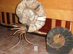аммонит 5