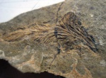 концевое перышко птеридосперма Neuropteris