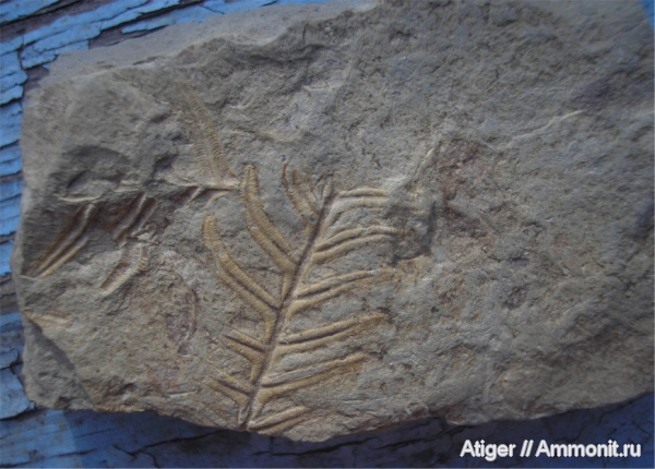 Alethopteris