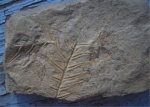 Alethopteris Lonhitica