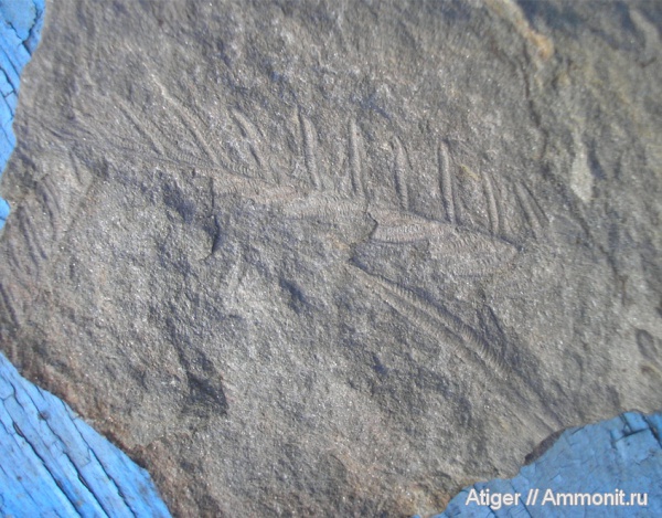 Alethopteris
