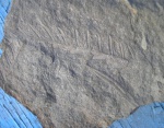 Alethopteris decurrens и A.davrexil