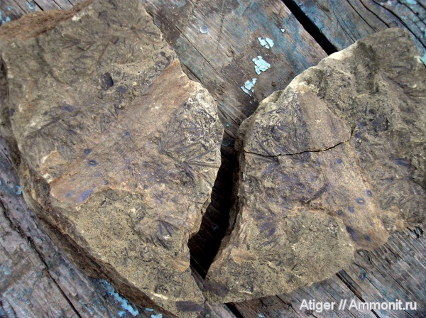 Calamites, Asterophyllites