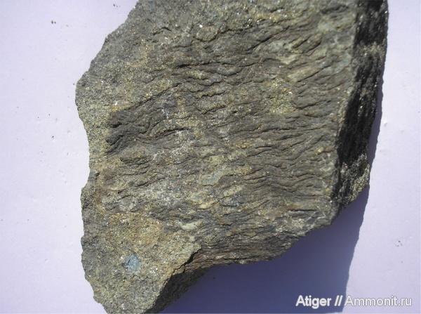 Neuropteris