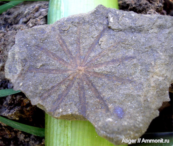 аннулярии, Calamites, Asterophyllites