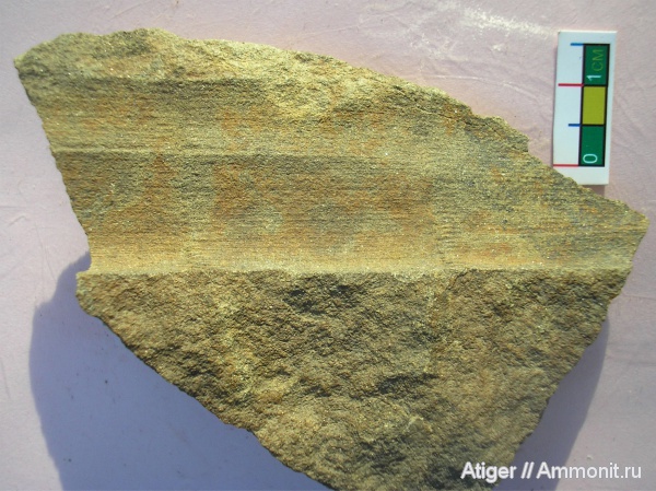 Calamites