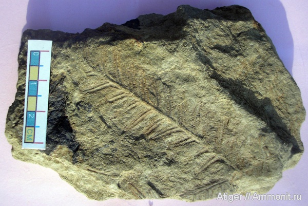 Alethopteris