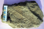 Alethopteris