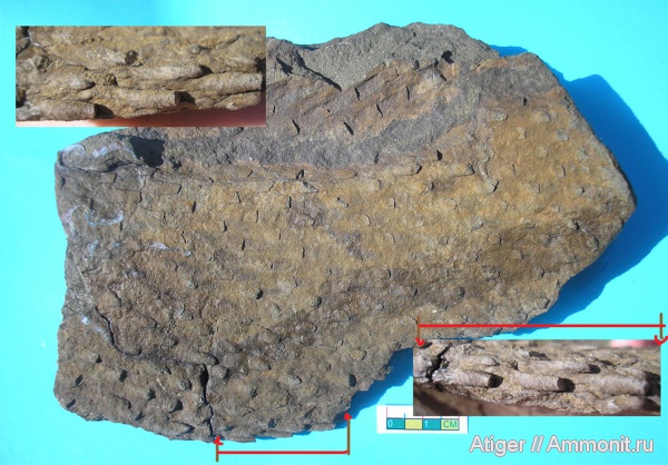 Lepidodendron
