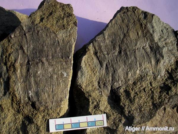 Stylocalamites