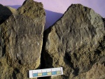 stylocalamites