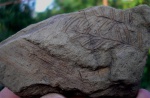 Alethopteris and Calamites