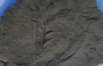 Alethopteris верхняя часть веточки