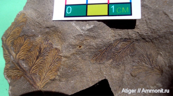 Neuropteris
