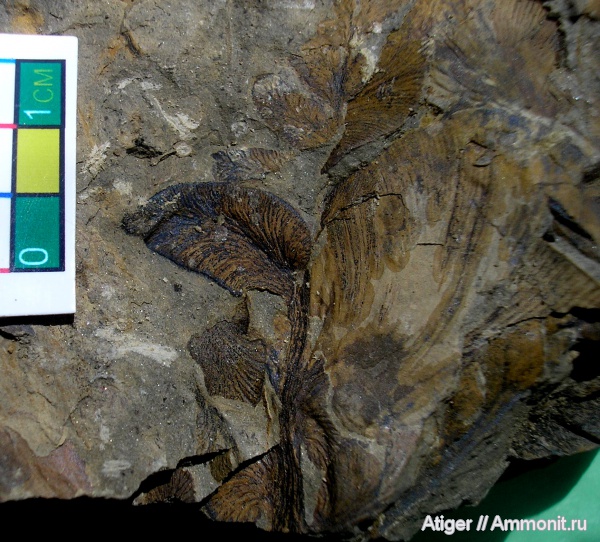 Neuropteris