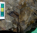 листики Neuropteris