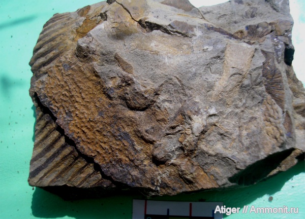 Neuropteris
