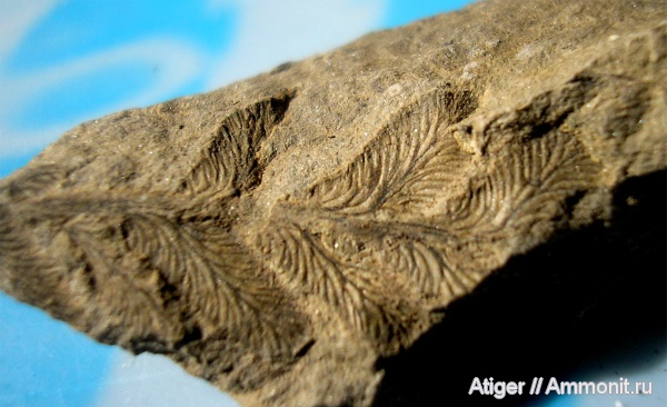 Neuropteris