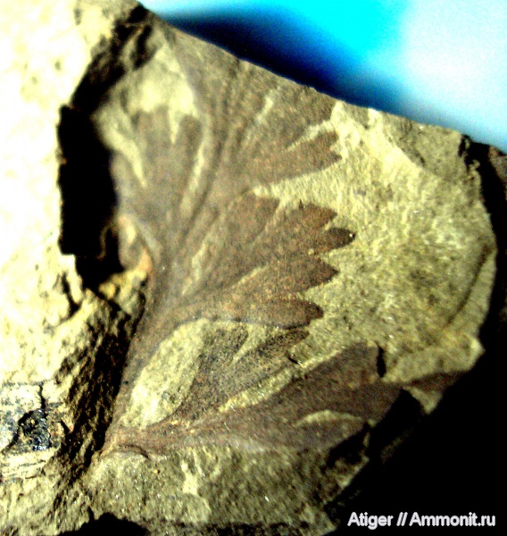 Allolopteris