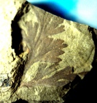 Allolopteris