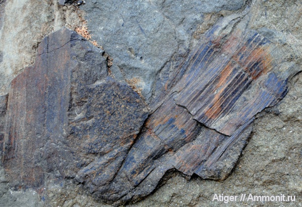Calamites