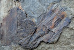 Calamites