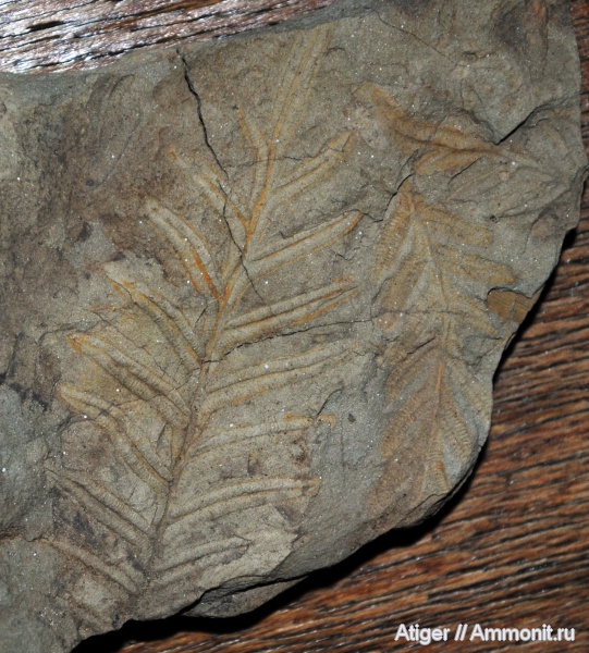 Alethopteris