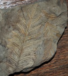 Alethopteris