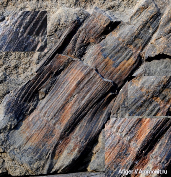 Calamites