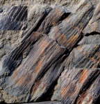 Calamites