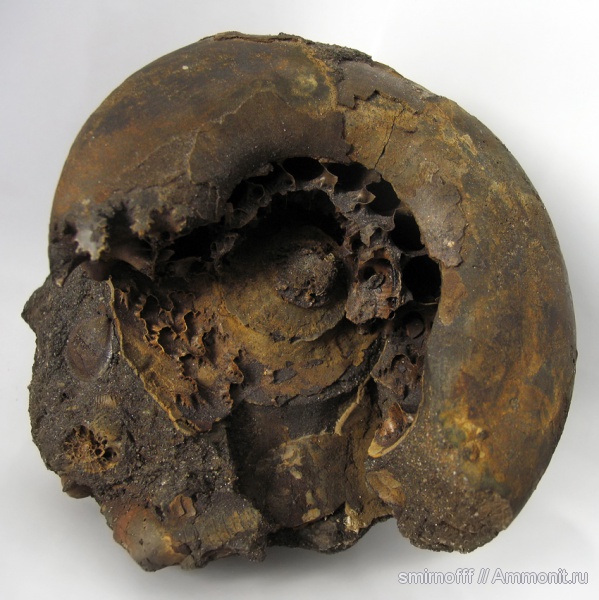 аммониты, головоногие моллюски, Ammonites