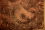 Dickinsonia costata