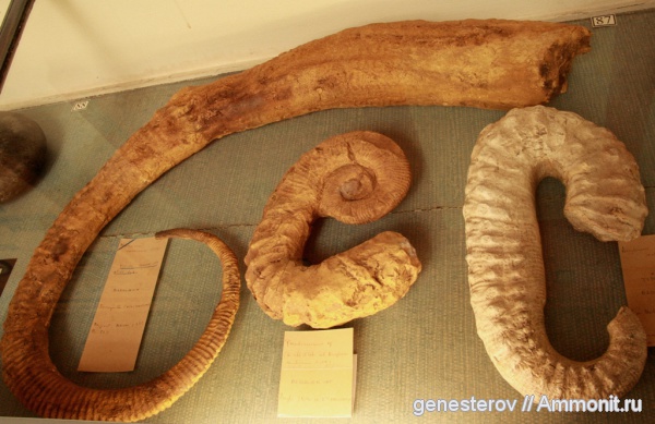 аммониты, гетероморфные аммониты, Ammonites, heteromorph ammonites