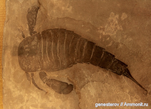 ракоскорпионы, Eurypterus
