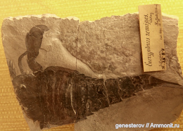 Eurypterus