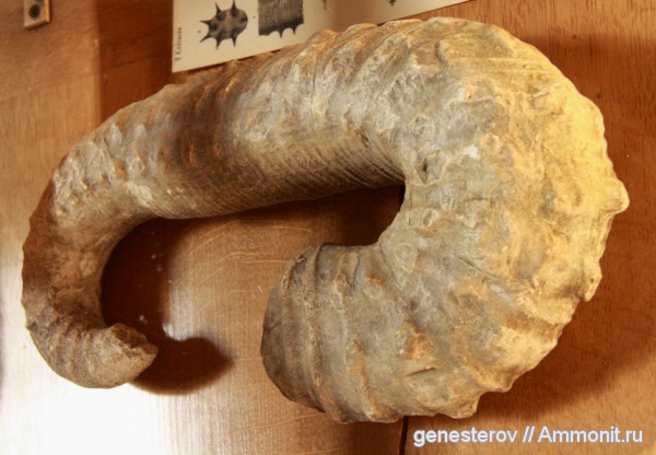 гетероморфные аммониты, heteromorph ammonites