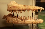 Prognathodon compressidens