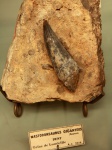 зуб Mastodonsaurus