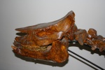 хилотерий Шлоссера Chiloterium schlosser